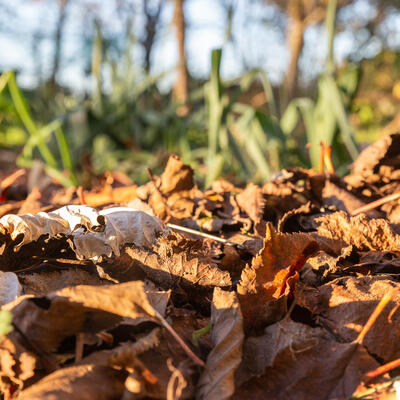 Mulchen in de moestuin