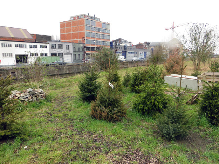 kerstboomplanting stadstuin aan Dok Zuid