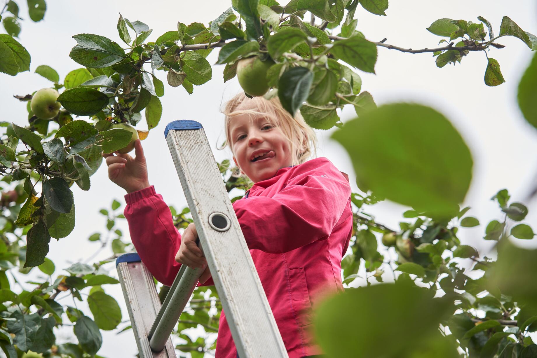 Appelpluk Heiveld