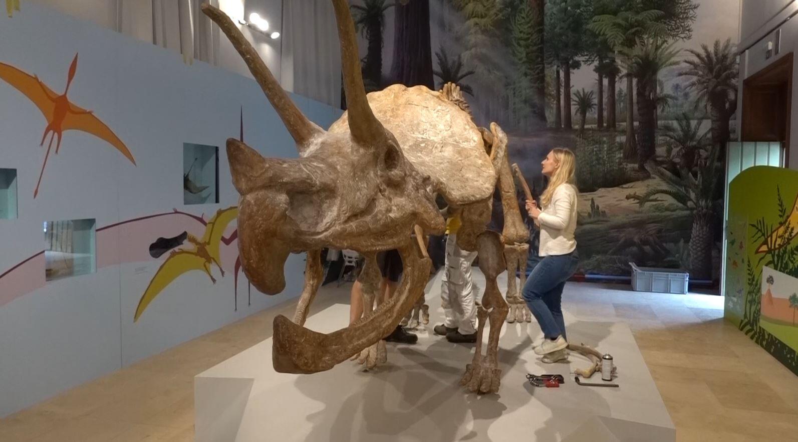 Een medewerker legt de laatste hand aan het replica-skelet van de triceratops