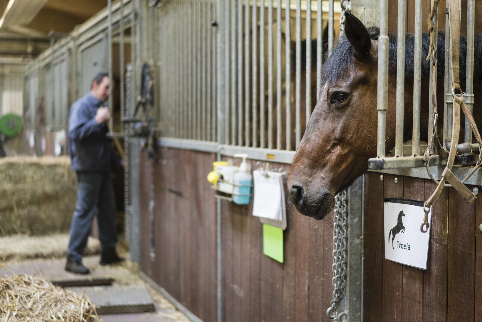 Paard in stal op de Faculteit Diergeneeskunde