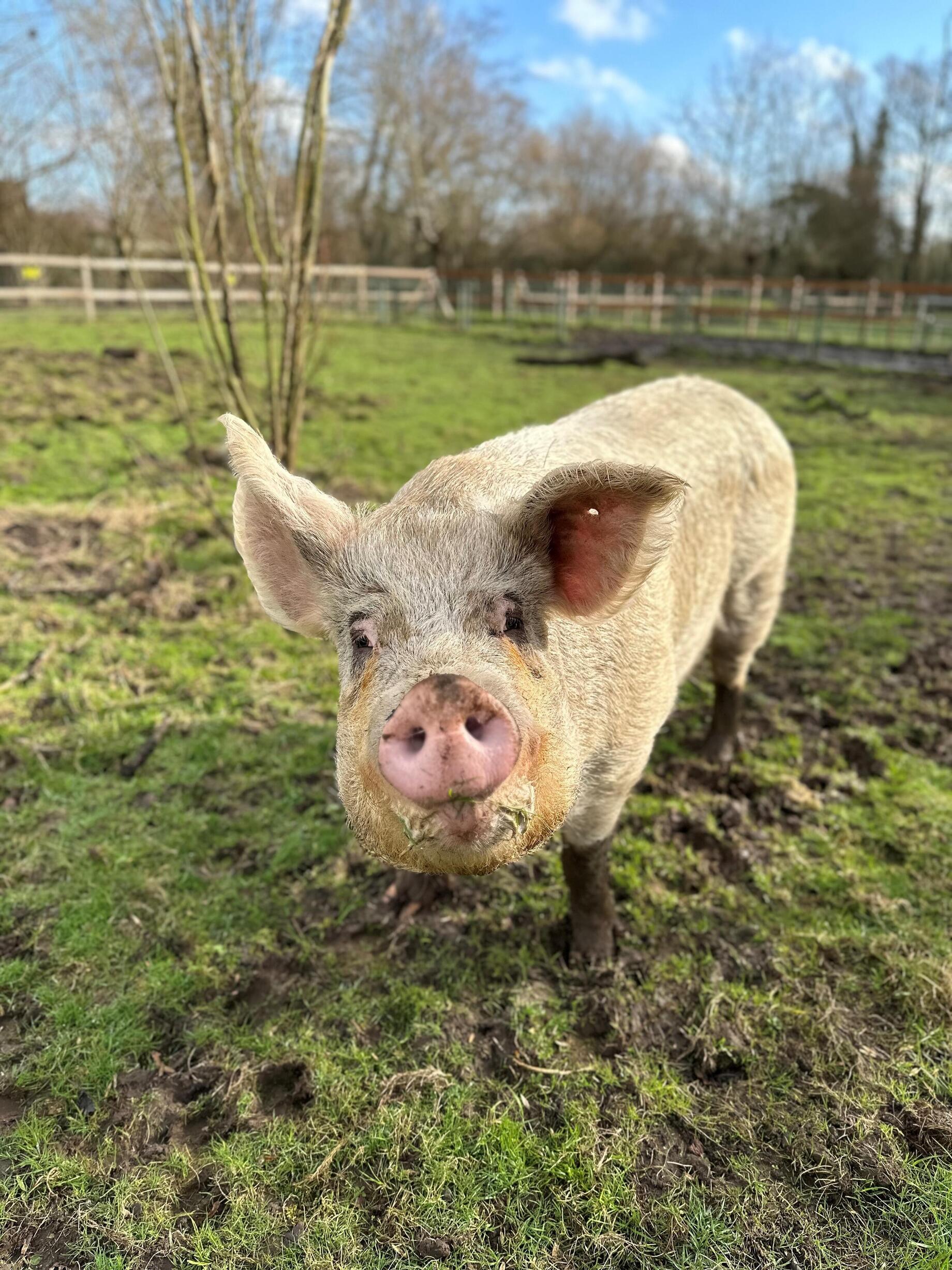 Het varken Lola van Schoolhoeve De Campagne