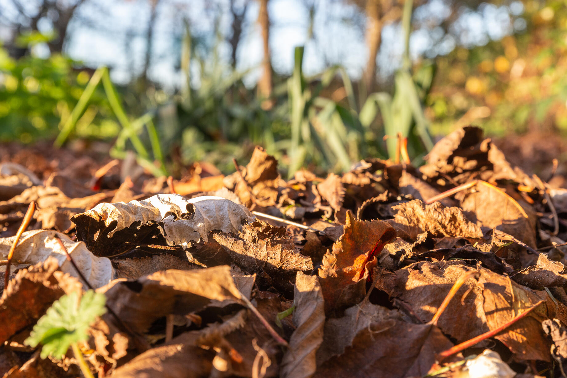 Mulch van gedroogde bladeren