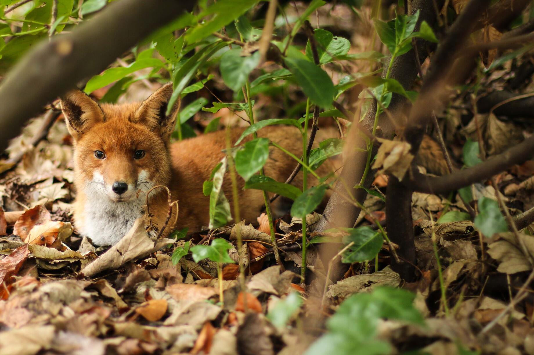 Natuur in groengebied Slotendries