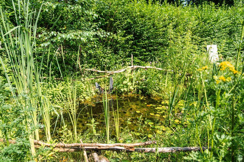 Vijvertje in stadstuin